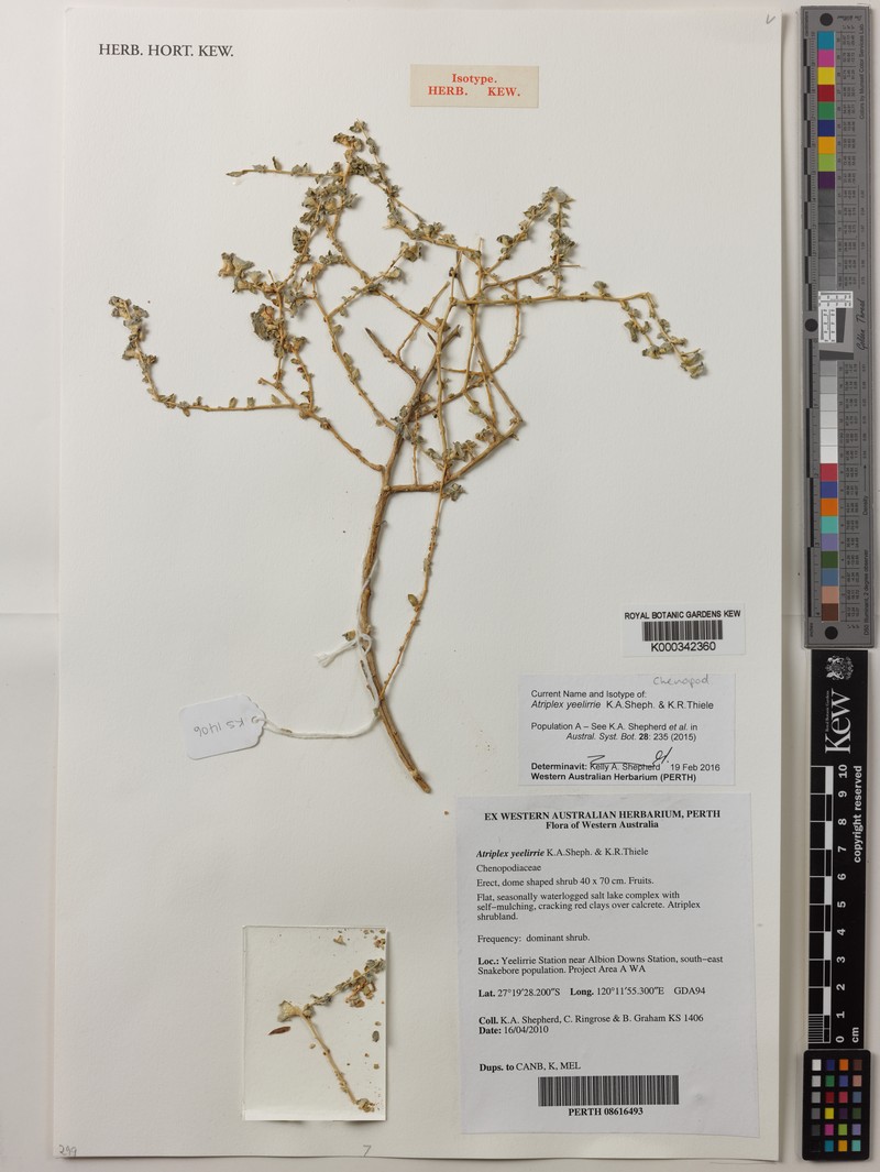 Atriplex yeelirrie