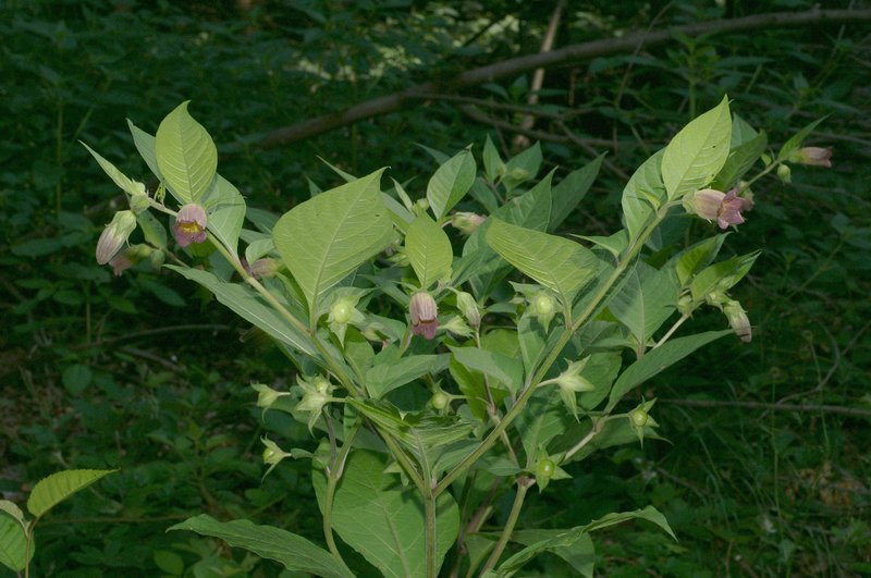 Belladonna photo 2