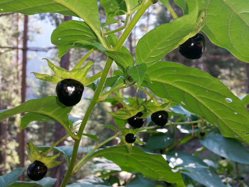 Belladonna