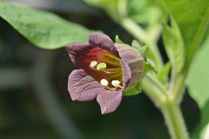 Belladonna photo 3