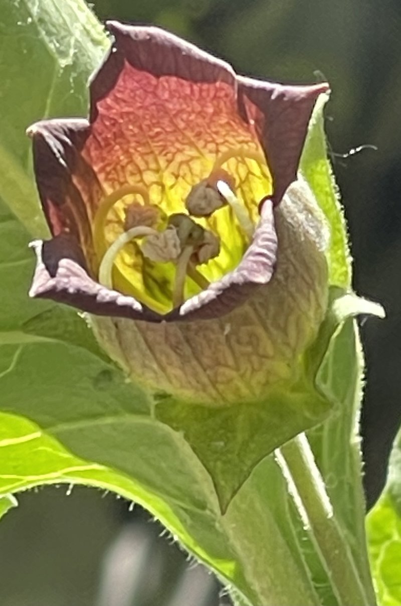 Belladonna photo 4
