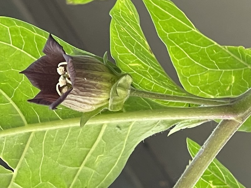 Belladonna photo 5