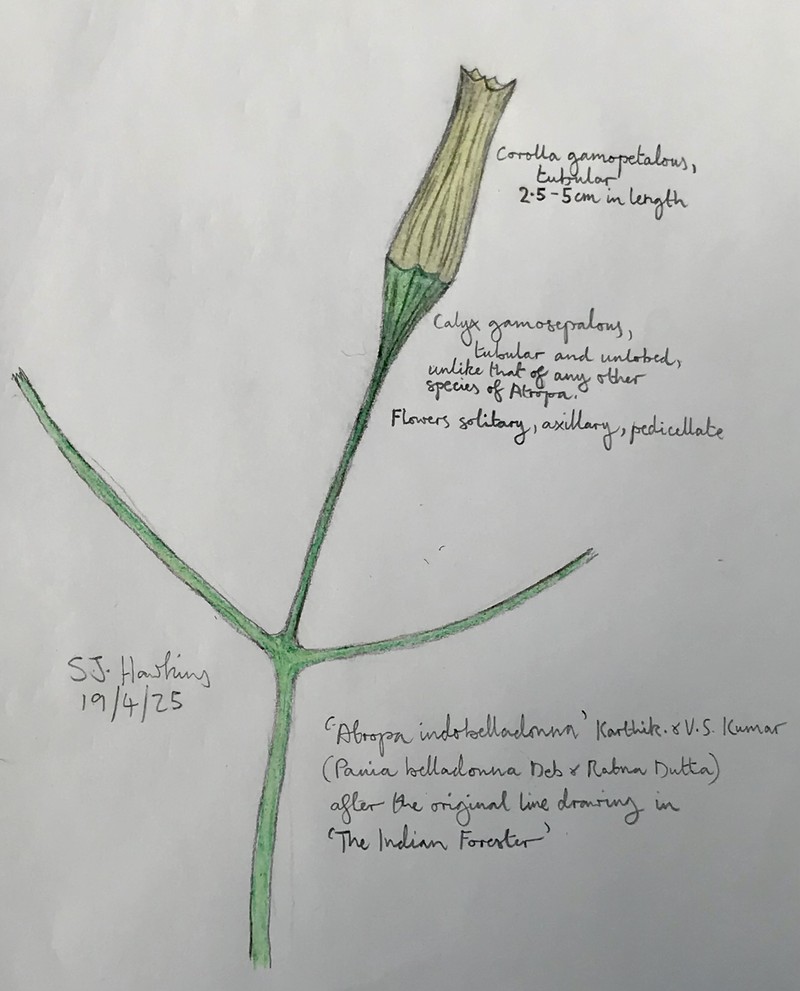 Atropa indobelladonna