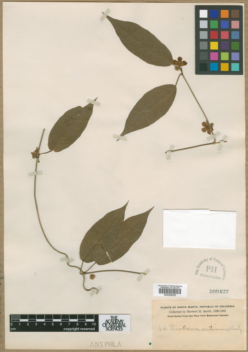 Atrostemma acutissimum