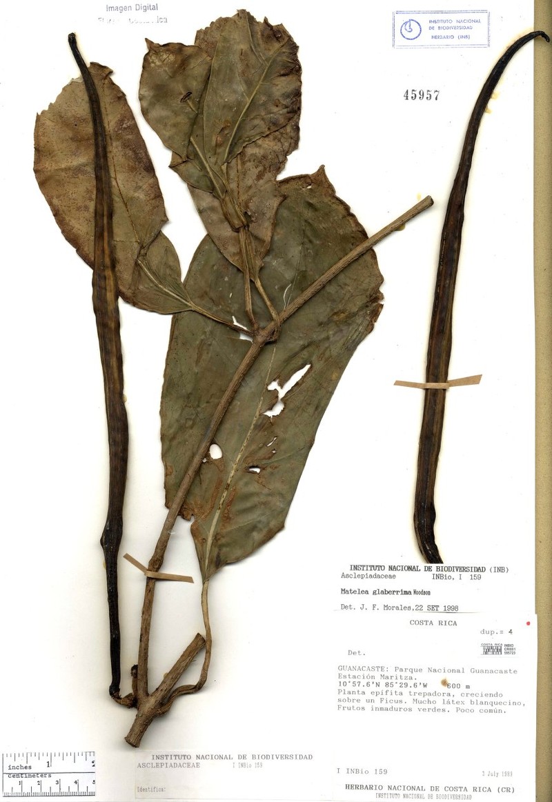 Atrostemma glaberrimum