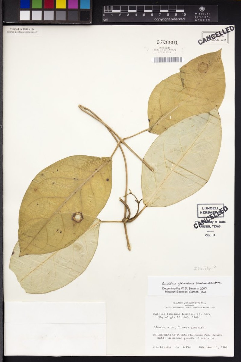 Atrostemma glaberrimum photo 2