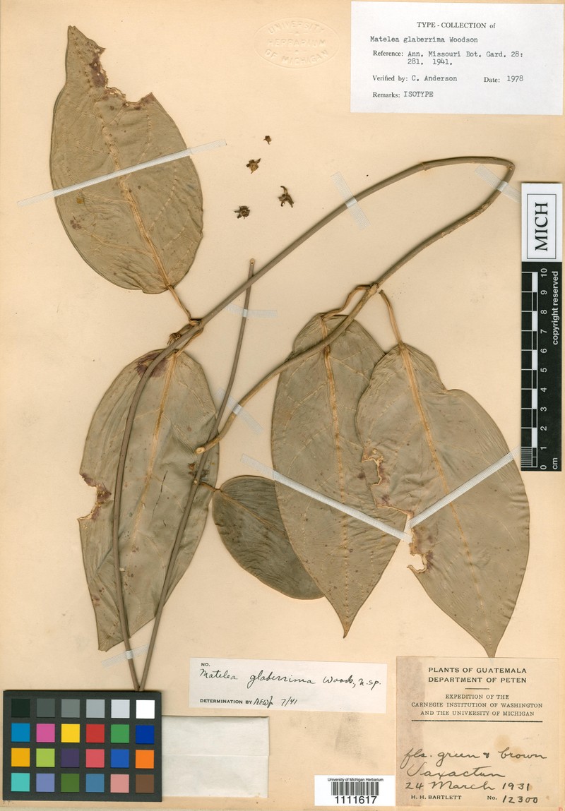 Atrostemma glaberrimum photo 3