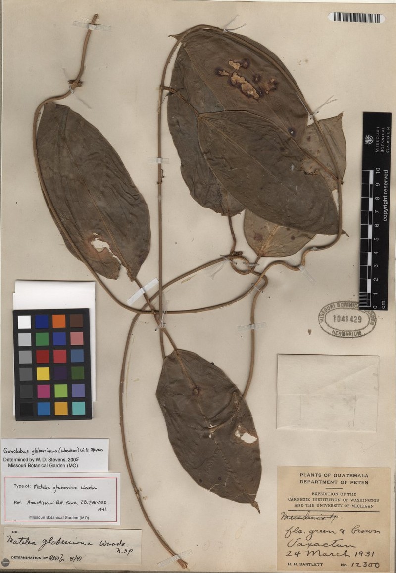 Atrostemma glaberrimum photo 4