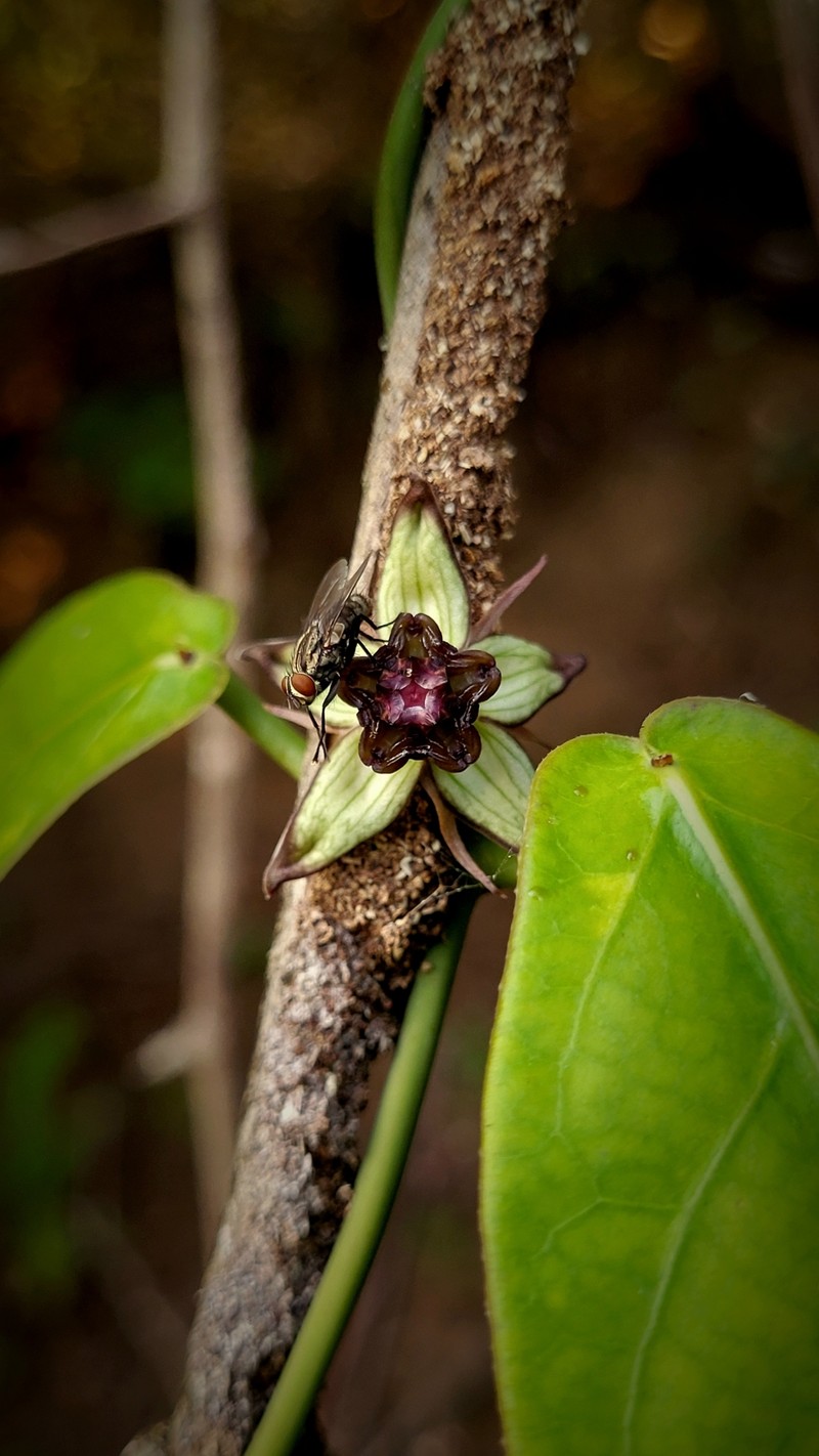 Atrostemma hadrostemmum
