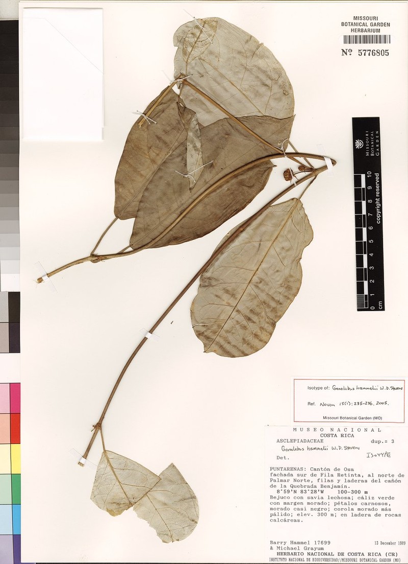 Atrostemma hammelii