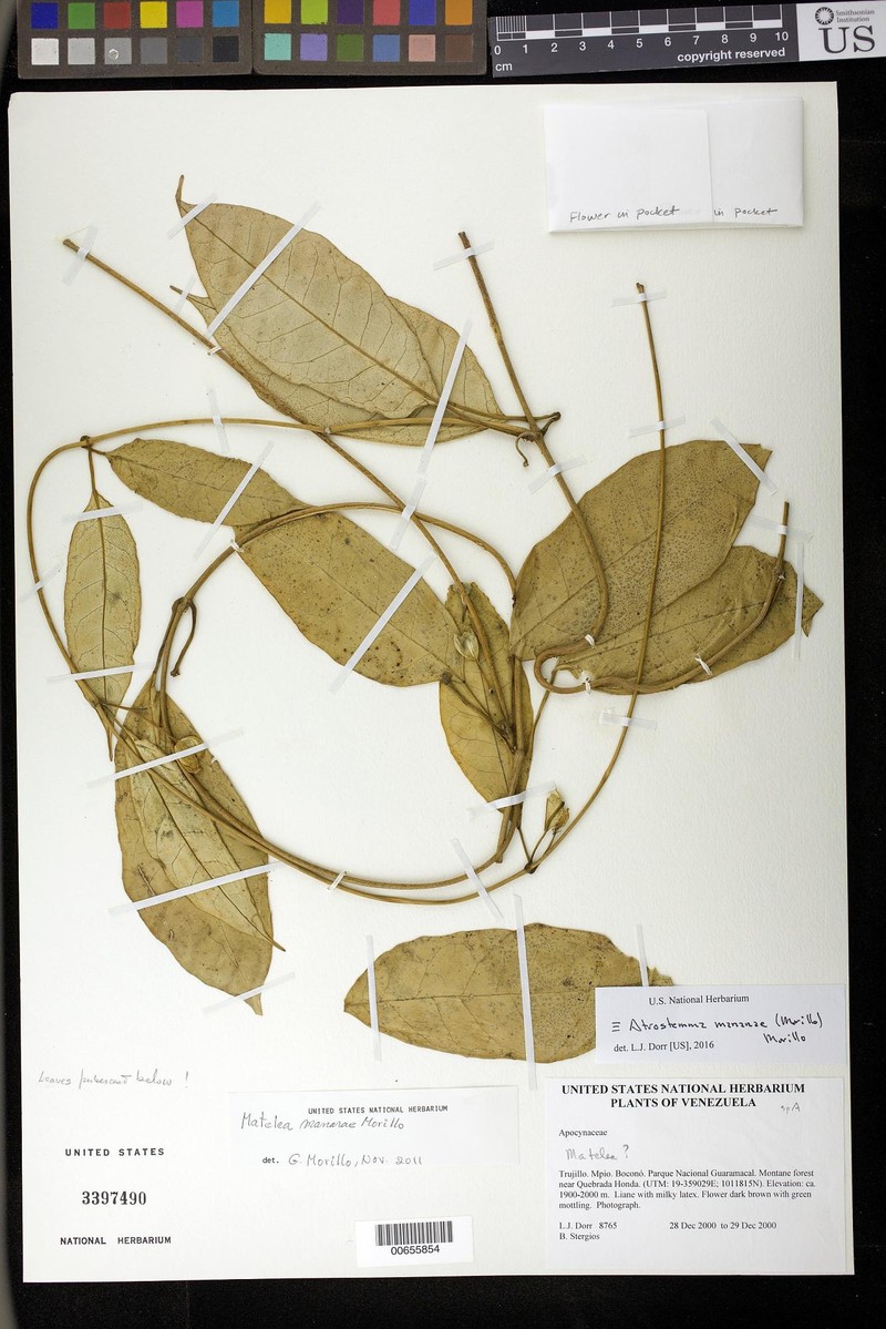 Atrostemma manarae