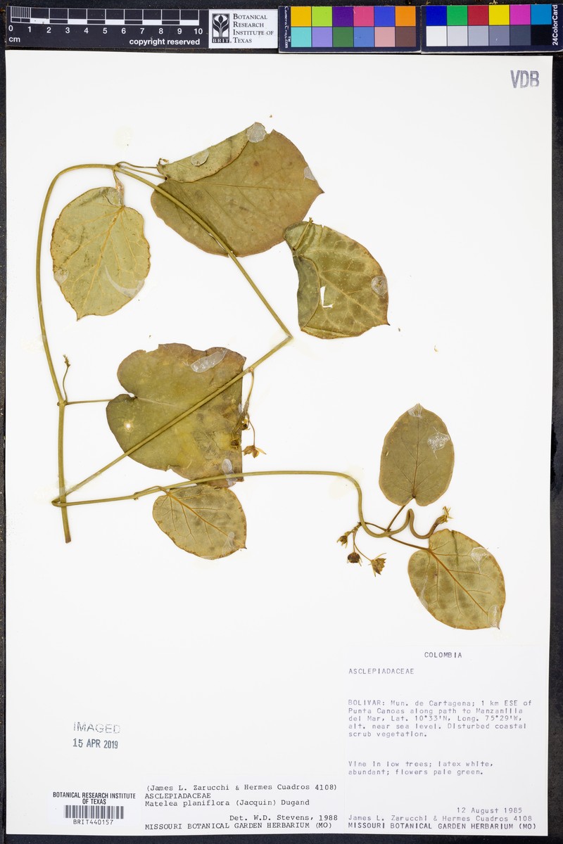 Atrostemma planiflorum
