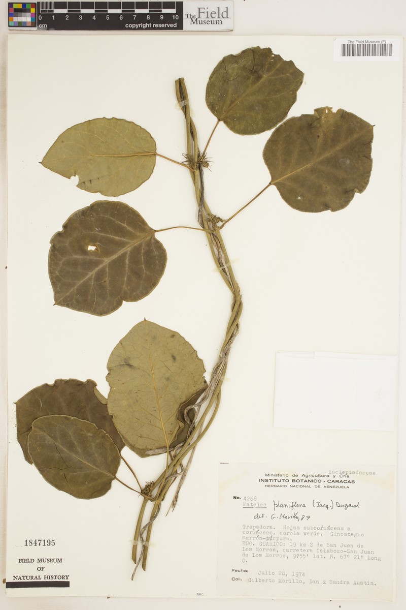 Atrostemma planiflorum photo 2