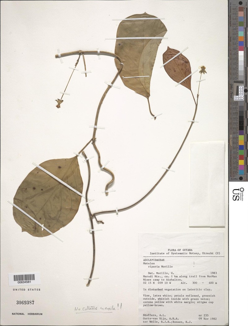 Atrostemma riparium