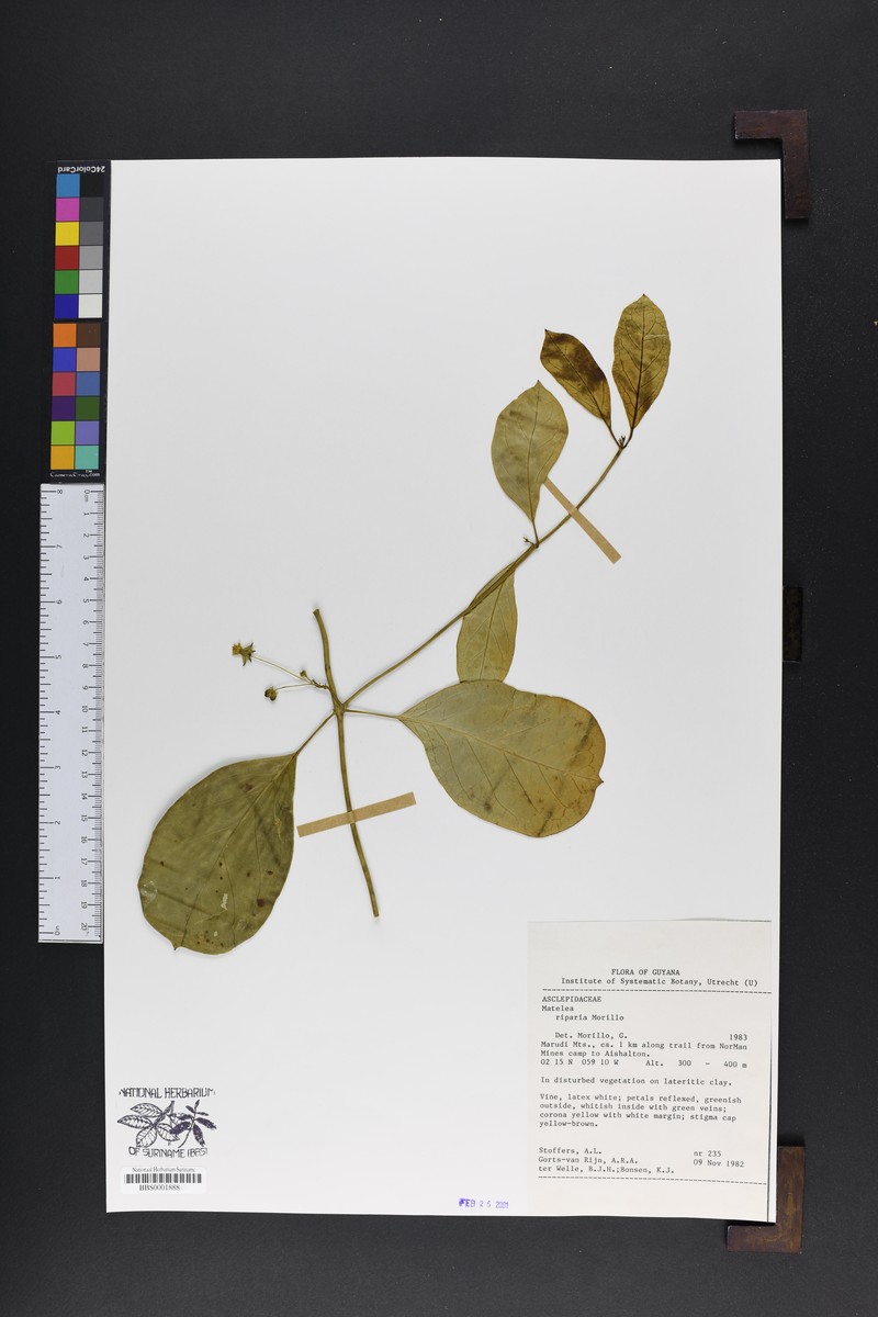 Atrostemma riparium photo 2