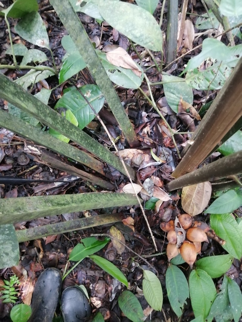 Attalea allenii photo 2