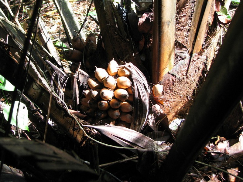 Attalea allenii photo 3