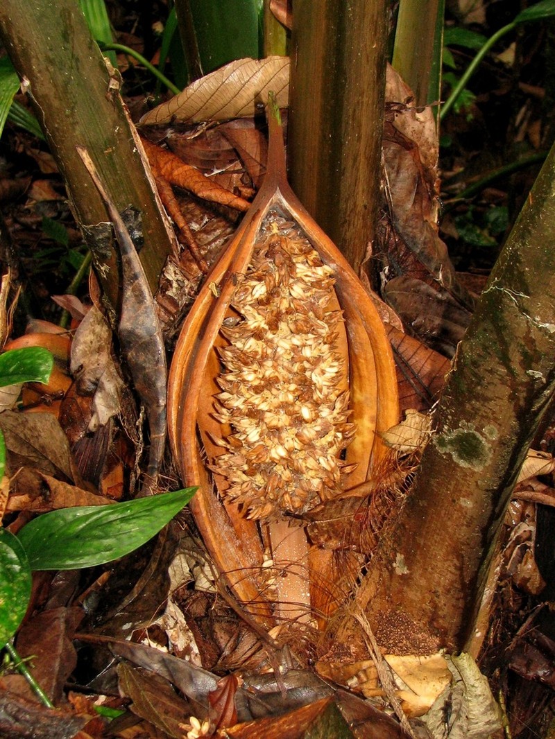 Attalea allenii photo 4