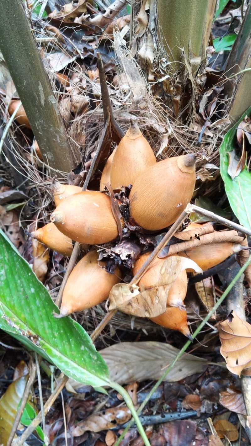 Attalea allenii photo 5