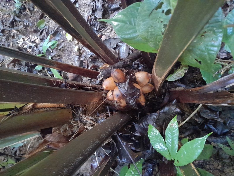 Attalea allenii photo 6