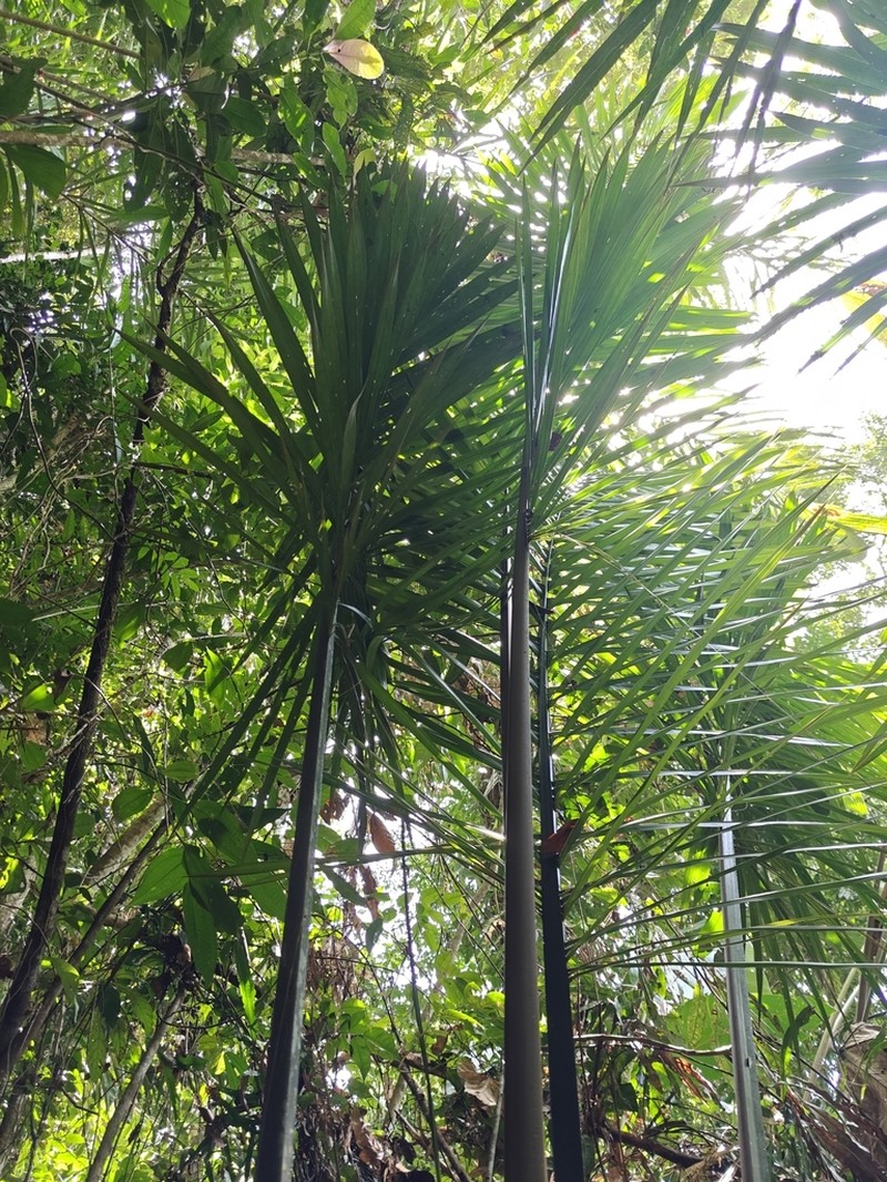 Attalea allenii photo 7