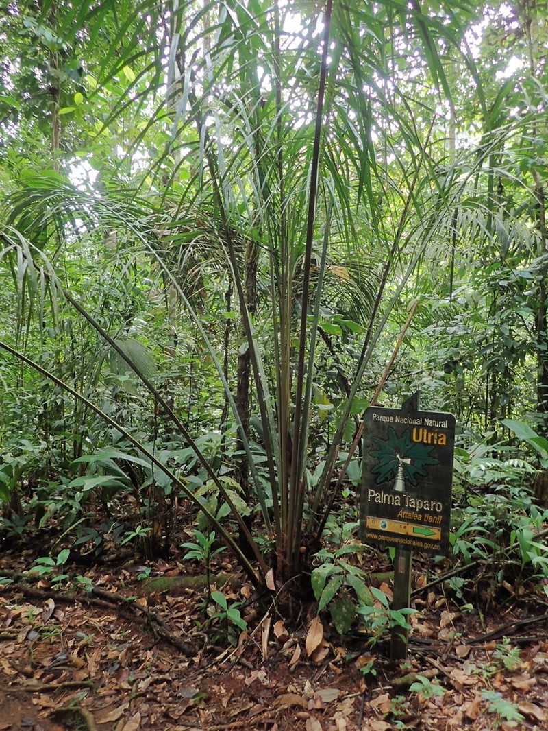 Attalea allenii photo 8