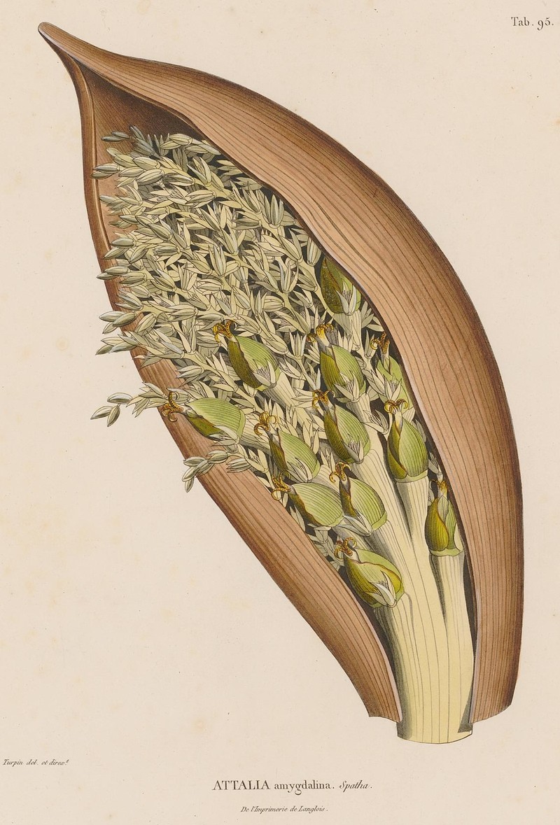 Attalea amygdalina