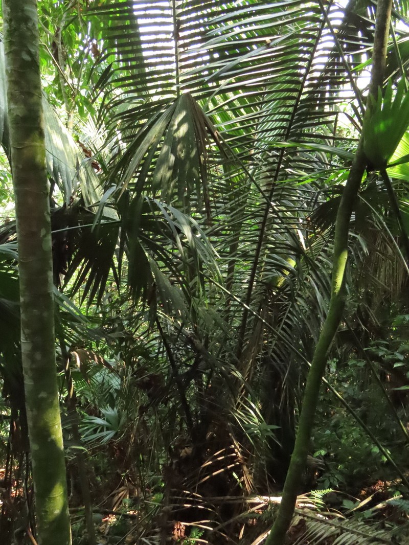 Attalea amygdalina photo 2