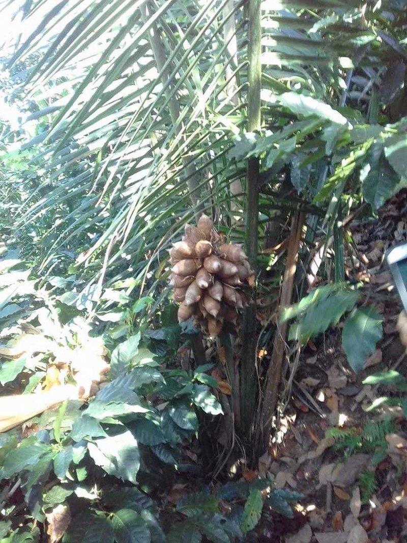 Attalea amygdalina photo 3
