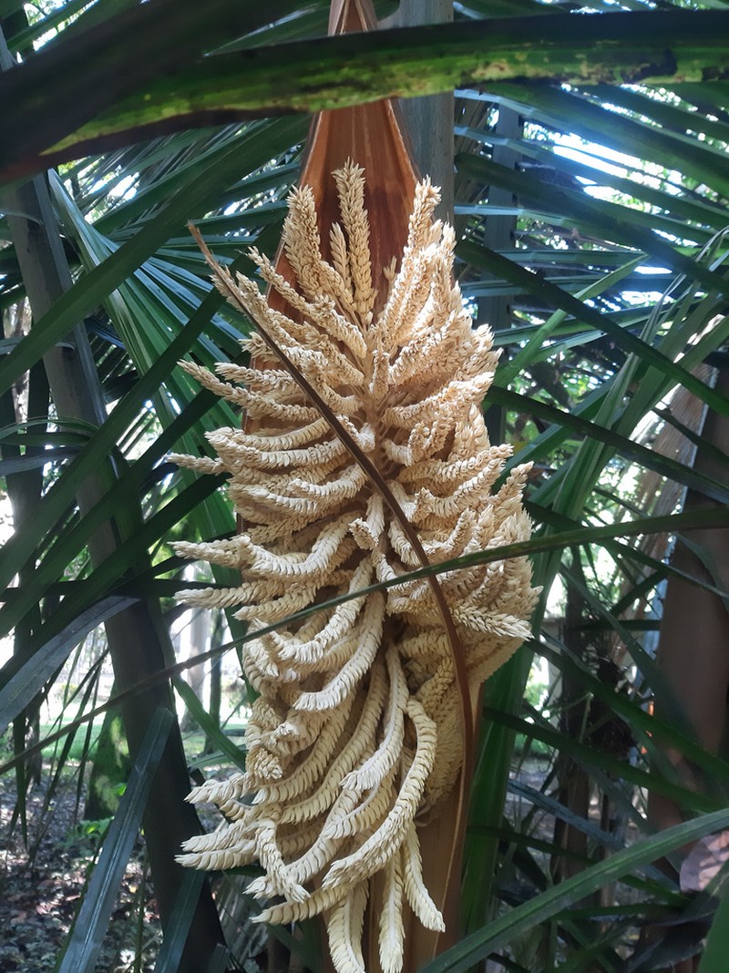 Attalea amygdalina photo 4