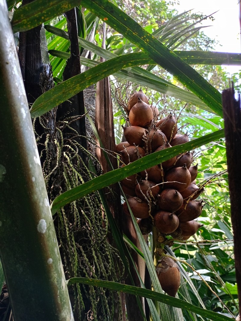 Attalea amygdalina photo 5