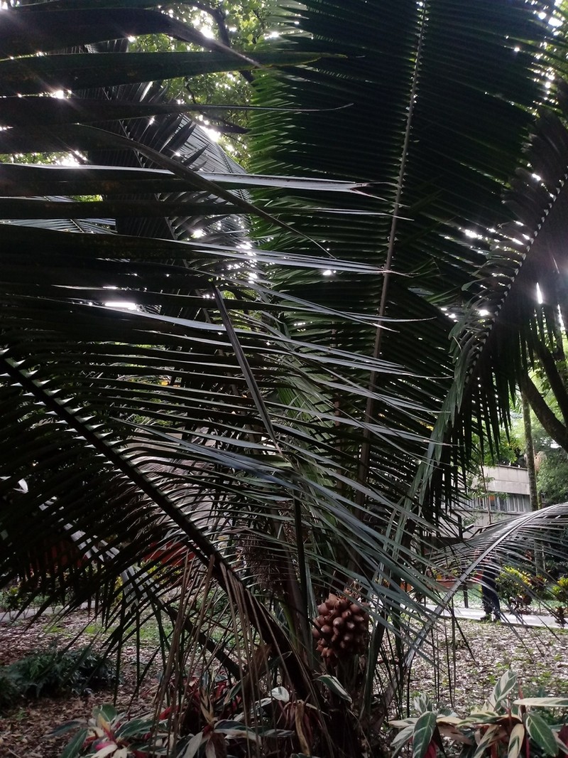 Attalea amygdalina photo 6