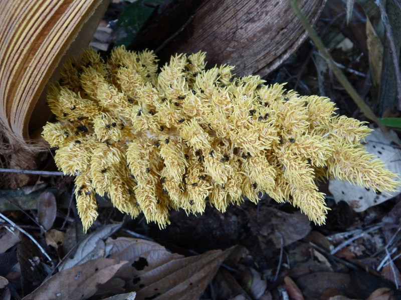 Attalea attaleoides