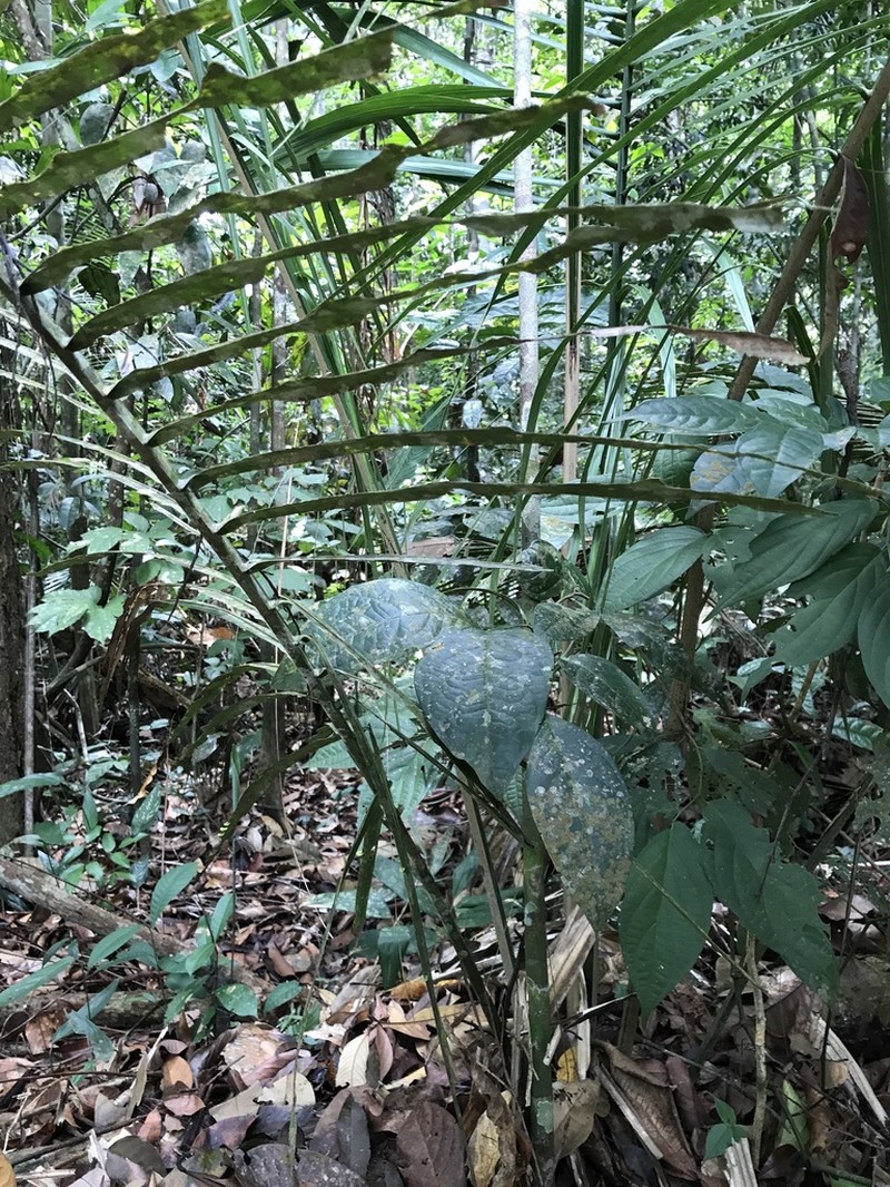 Attalea attaleoides photo 3