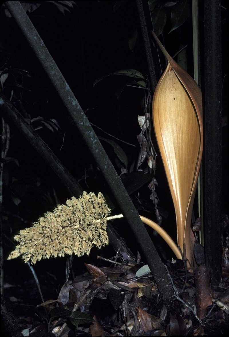 Attalea attaleoides photo 4