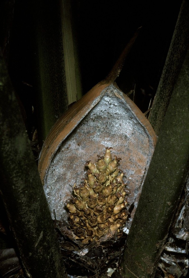 Attalea attaleoides photo 5