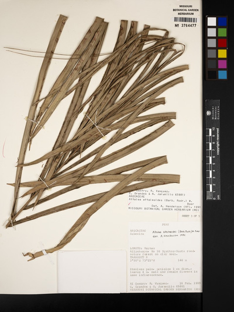 Attalea attaleoides photo 6