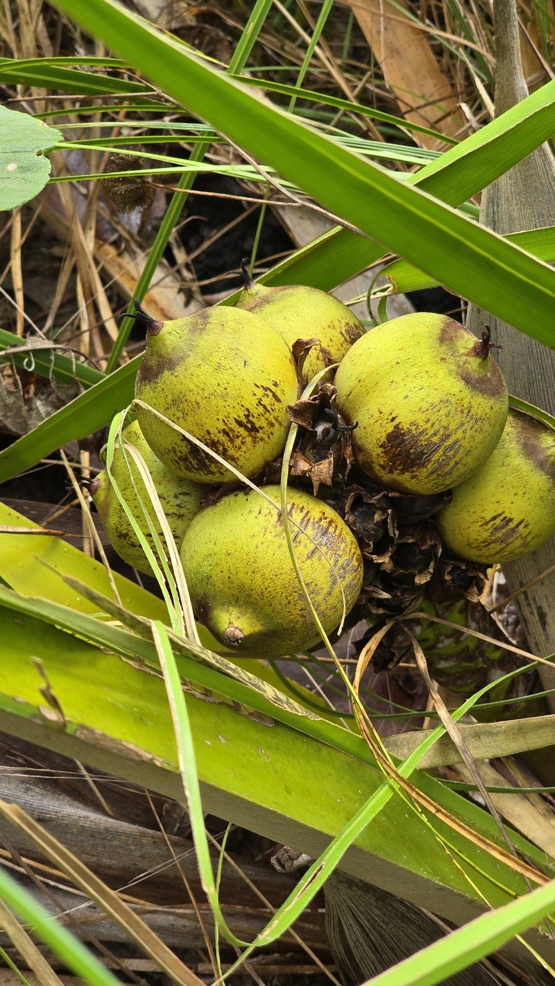 Attalea barreirensis photo 5