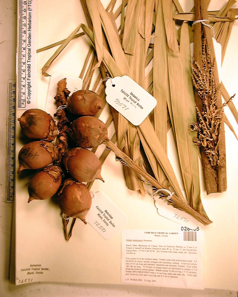 Attalea barreirensis photo 6