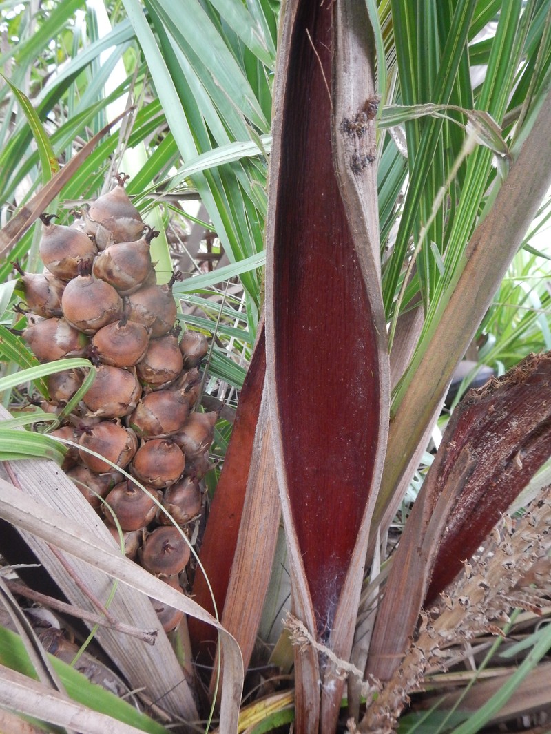 Attalea barreirensis
