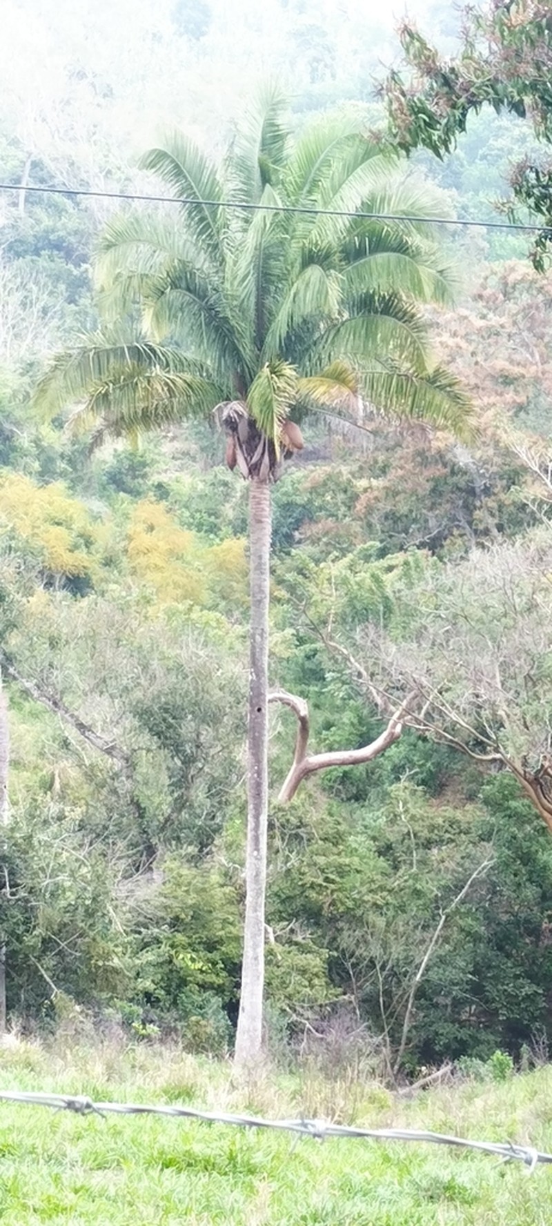 Attalea butyracea photo 2