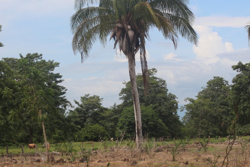 Attalea butyracea photo 3