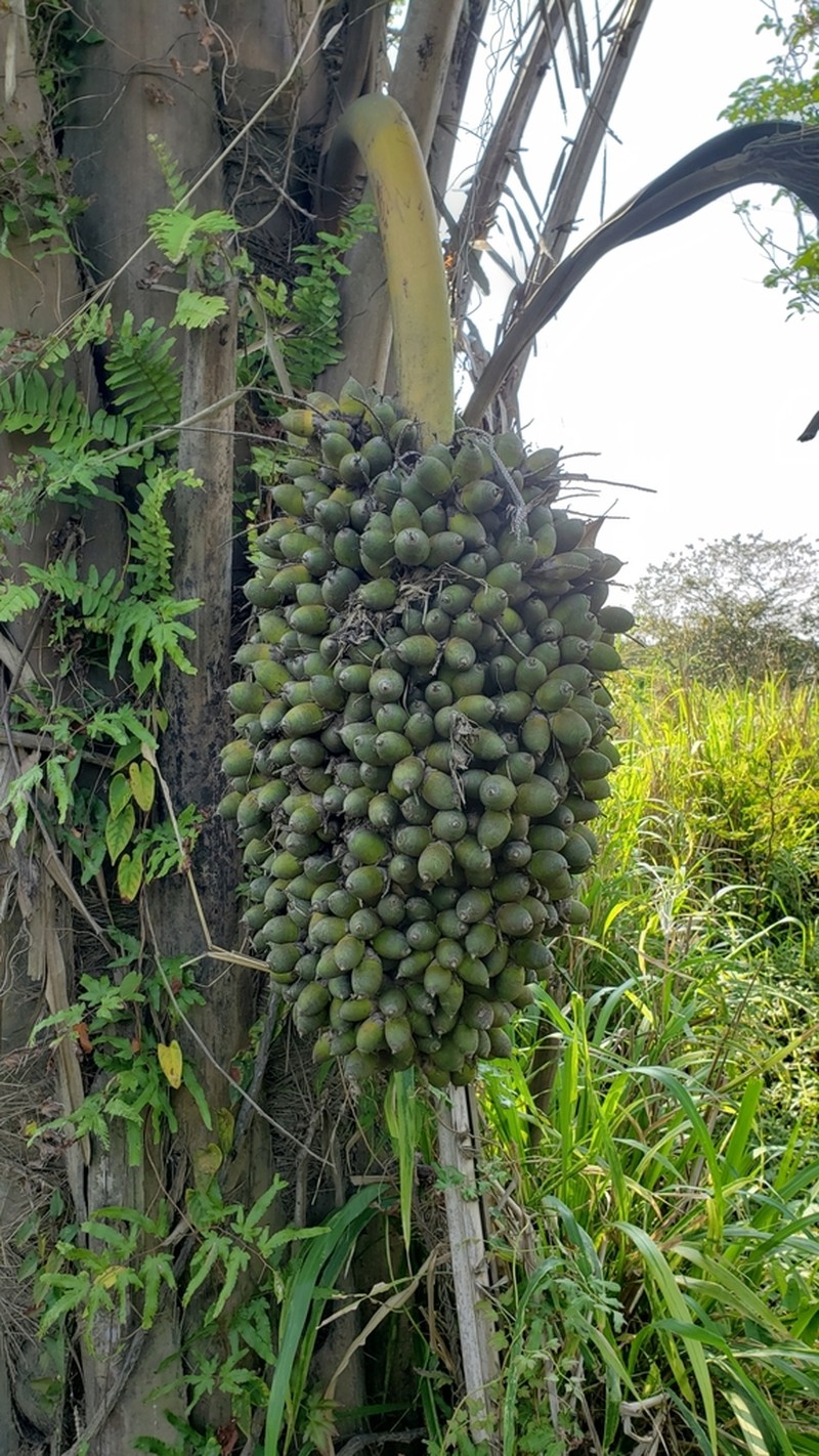 Attalea butyracea photo 4