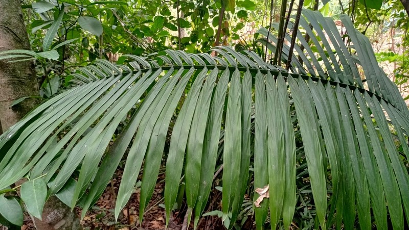 Attalea butyracea photo 5