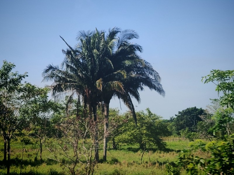Attalea butyracea photo 6