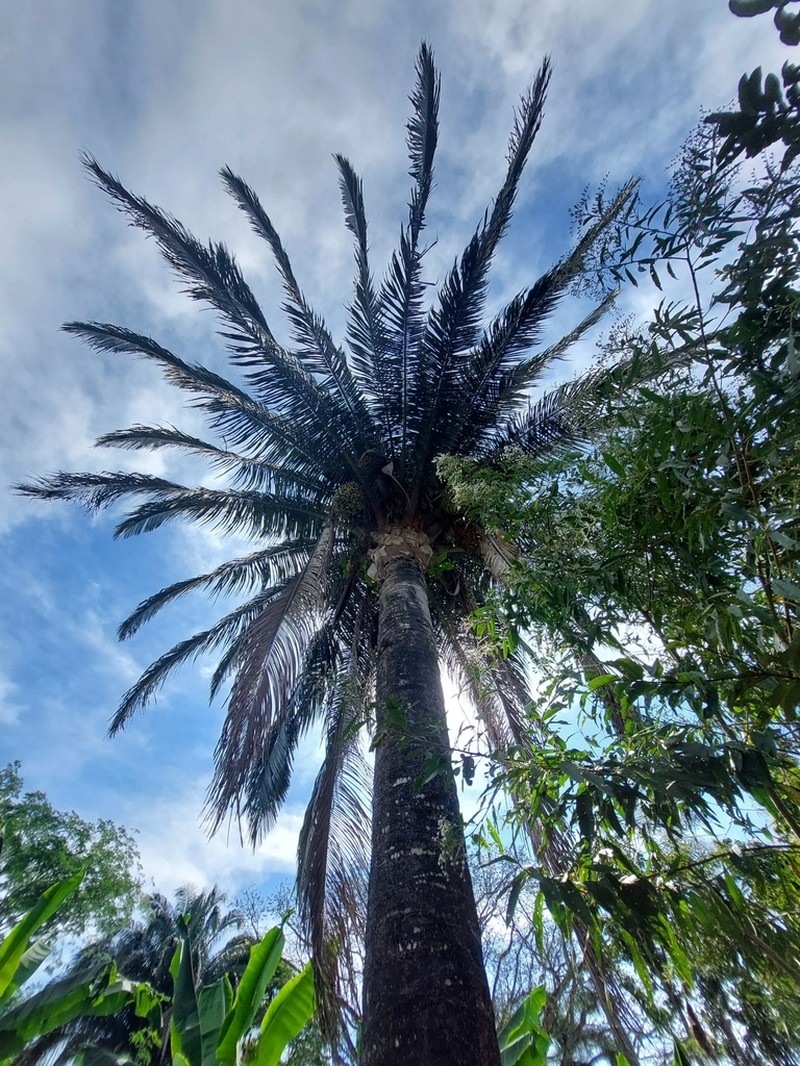 Attalea butyracea photo 7