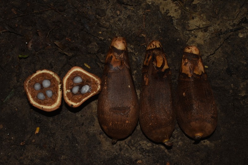 Attalea cephalotus