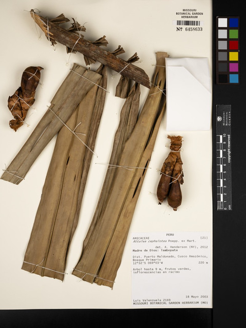 Attalea cephalotus photo 2