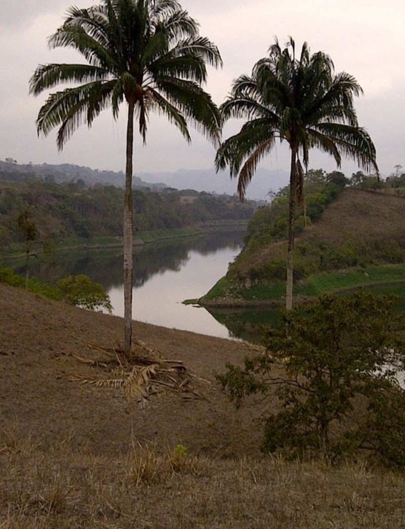 Attalea colenda photo 2