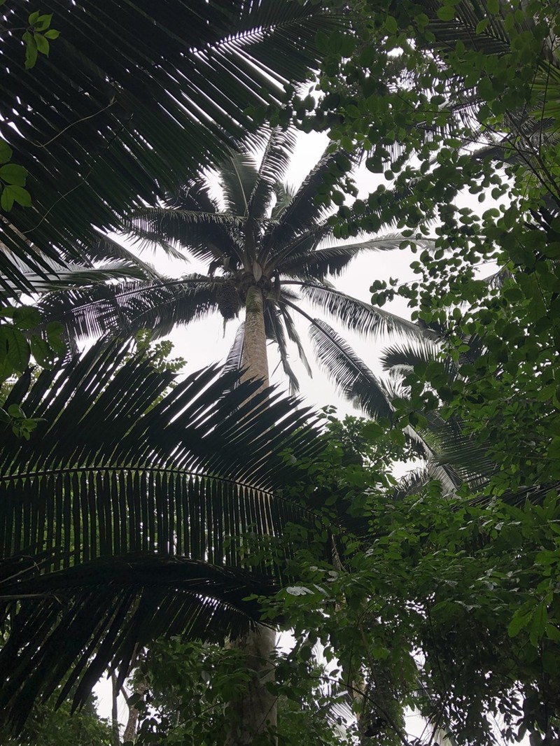 Attalea colenda photo 3